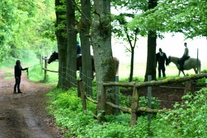 reiten vertrauen